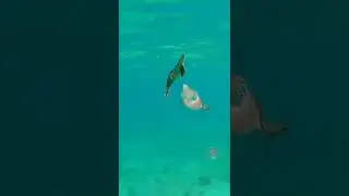 Oh gini cara sotong makan umpan dalam laut