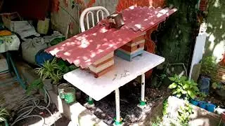 Reorganizando as colmeias de Uru&ccedil;u Boca de Renda - Melipona seminigra pernigra