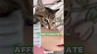 Why does your cat bite you ? #cats #catlover