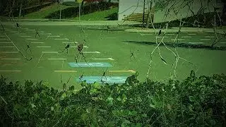 Golden Orb Weaving Spiders Tree