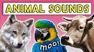 25 ANIMAL SOUNDS | Real Animal Sound Effects HD