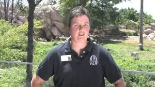 Denver Zoo's lion conservation efforts