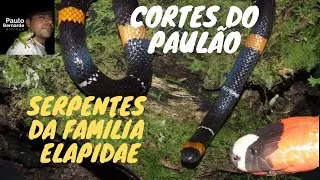 CORTES DO PAUL&Atilde;O: SERPENTES DA FAM&Iacute;LIA ELAPIDAE