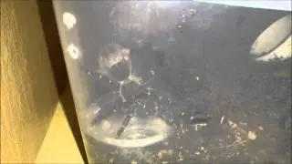 Thirsty Tarantula Drinking Water