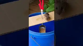 Funny Simple box fooled mouse so badly Watch the hilarious trap in action #cat #funny #pets