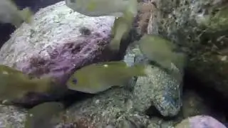 Finding Nemo OC