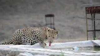 Have you ever seen a Leopard at a water hole?