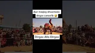 DHAANTO DIRGAX #haveitoldyoulatelythatiloveyou #duet #heesocusub #cartoon #animation #habesha #peace