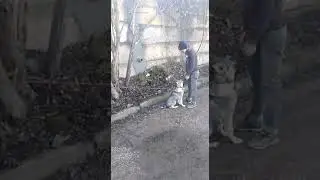 Кликер тренинг
