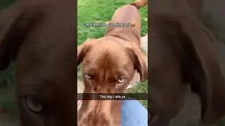 Собачий характер, большое эго, но ещё большее сердце! 😎🐶💖