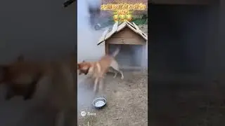 GOOSE BLASTS DOG WITH FIREWORKS #funny #toxicpapi #ai #trending #sora