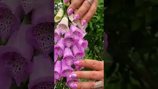 Самая аккуратная в мире