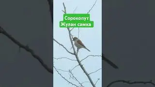 Сорокопут Жулан самка. Red-backed Shrike, female. #birds #птицы #nature #shrike #wildlife #жулан