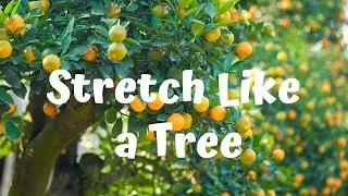 Stretch Like a Tree