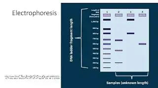PCR result analysis:gel electrophoresis