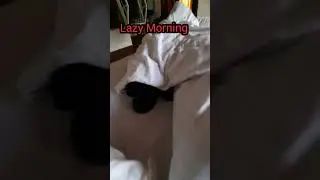 Lazy Dog Won't Get Out of Bed { #Lazy dog doing funny action #Labrador#Dogs#Lazydog#Pets#Lazymonday