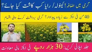 Canola aur Raya ka Sahi waqat kasht aur Best varieties | Oilseed crops | 30K support on Canola Plots