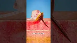 Why Bees Die After They Sting You 😳 #zackdfilms #3danimation #fyp