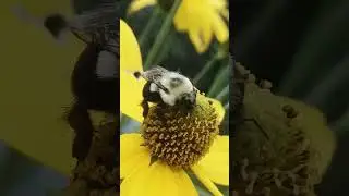 Symbiose Herboristerie  vid&eacute;o promo 2023