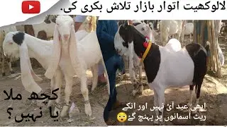 Bakri ki talash Lalukhet market #shok #viralvideo #market CATTLE JUNOON 🐏🐐&hearts;️