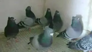 GOLUBOVI JOKSO BERANE,CRVENOOKI I BIJELA PLASTIKA.wmv