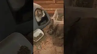 Tiger tries out the bunny tent while Simon cleans up Christie's mess 🐰🩵🐈&zwj;⬛