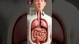 Inside Digestion: Burger&rsquo;s Journey In The Human Body