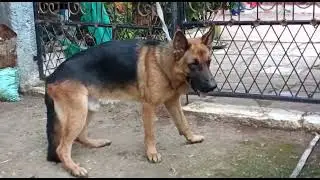 big heighted German Shepherd male stud available for sale in Jabalpur MP contact 6263 540 810