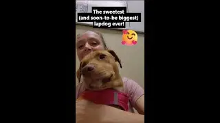 Lapdog in Training 🐾💕 Singing to Serenity the Sweet Pit Bull Mix Puppy