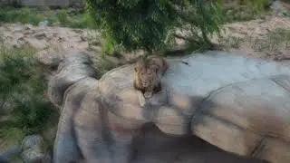 Lion attacks drone (@thevrgstory)