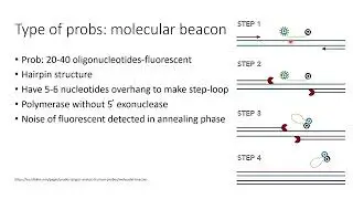Probes in Real-Time PCR | How They Work