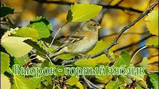 Вьюрок - горный зяблик.