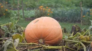 Bumper crop of pumpkins and apples