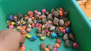 Catch puffer fish and hermit crabs, sharks, eels, sea fish, crabs, sea animals, starfish, snails