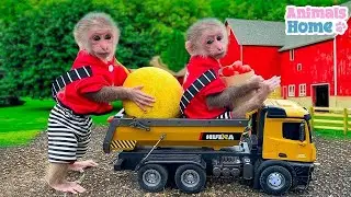 Smart monkey harvests yellow watermelons to makes special juice