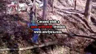 vine swingers