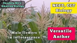 Versatile Anthers in maize Wind pollination @SandeepSir'sAmazingBiology