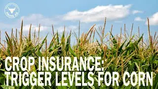 Crop Insurance | Trigger levels for Corn