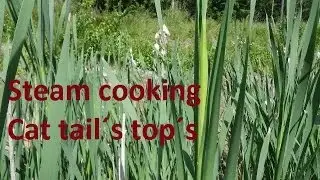 Steam cooking Cattail&acute;s top&acute;s