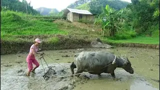 Primitive Technology: agricultural labor in the countryside with buffalo, sow the seeds of rice