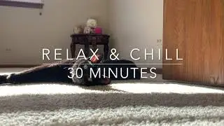 Meow & Chill - Instrumental Reggae
