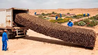 Milhões de Abelhas Congeladas Soltas no Deserto do Saara – O Resultado Após 1 Ano Mudaria Tudo