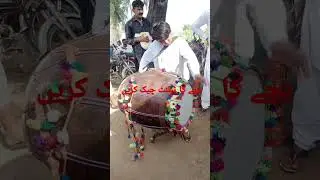 Punjabi song | Dhol pathali jhumar | geet new song | new Dhol Punjabi | culture day shammi2023