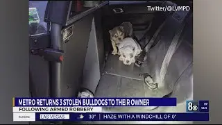 Alleged dognappers face numerous charges in bulldog puppy case