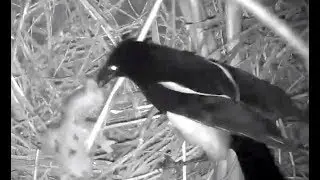 Magpie takes 3 Long Eared Owl chicks. 21.20 / 23 May 2019