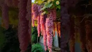 Amazing Paradise Fruit Farm #3 🍈🍆🍇| Special Fruits at Asia #fruit #shots #nature