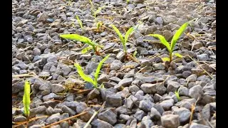 Nitrogen Loss in Saturated Soils