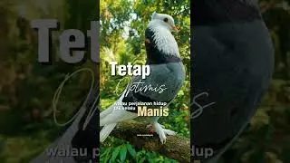 Merpati blontang jembros Megan jambul ekor putih.