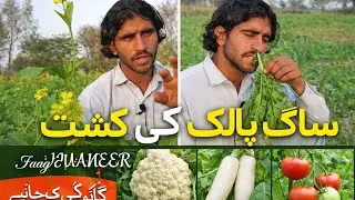How to Grow Spinach & Mustard in Village Fields | Organic Farming