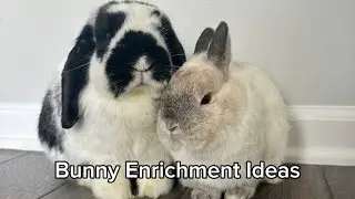 Bunny Enrichment Ideas | Easy and Affordable